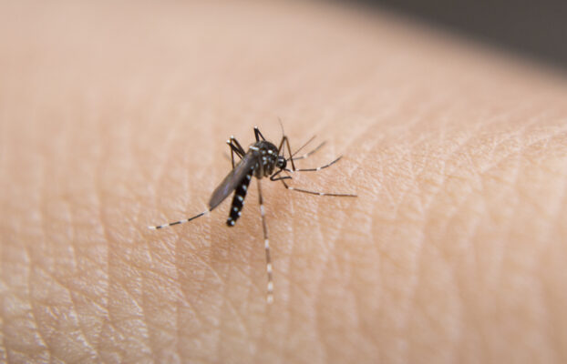 Virus trasmessi da zanzare: quali sono, dove si diffondono e come intervenire