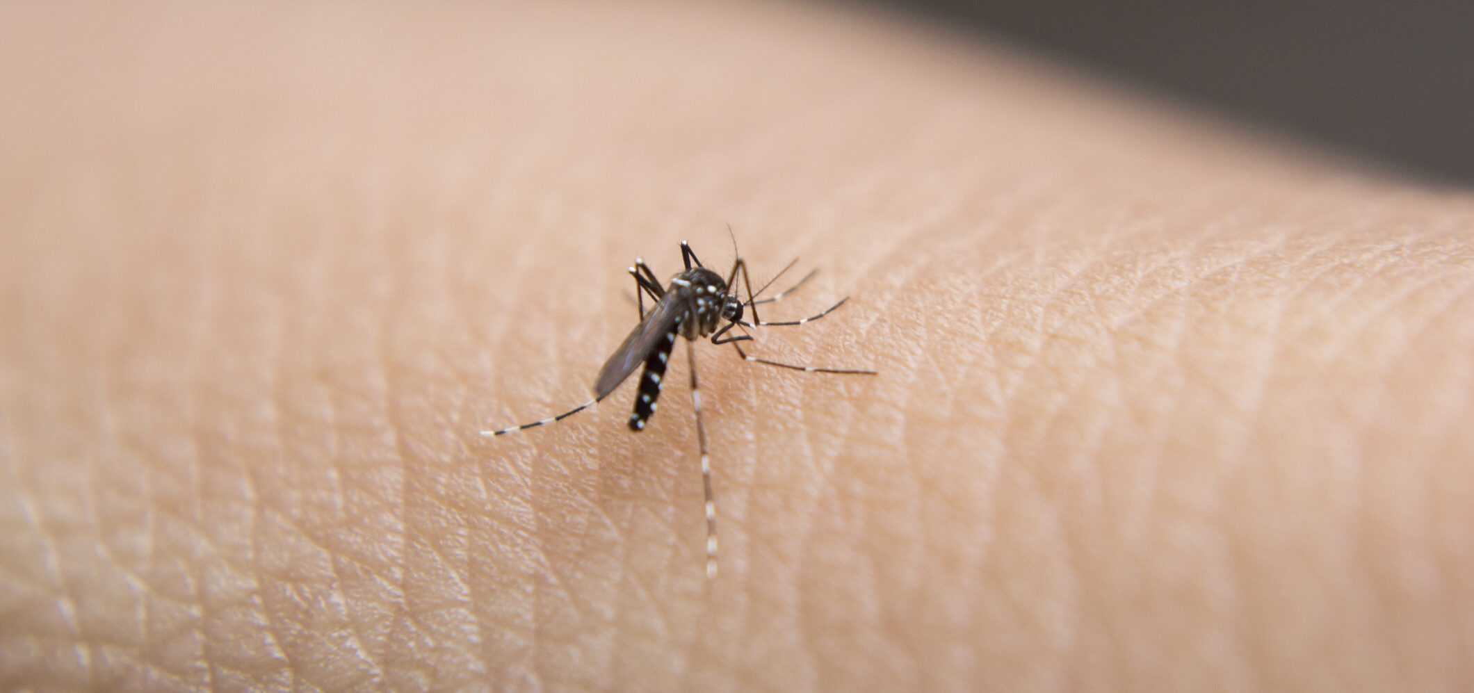 Virus trasmessi da zanzare: quali sono, dove si diffondono e come intervenire